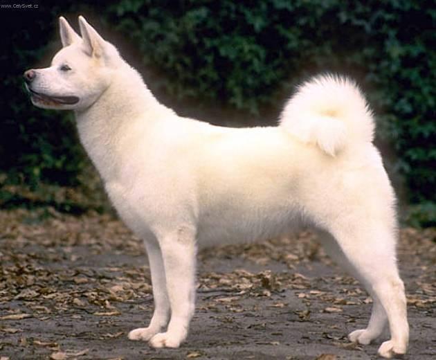 Foto: Akita-inu