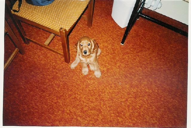 Fotky: Anglick� kokr�pan�l (foto, obrazky)