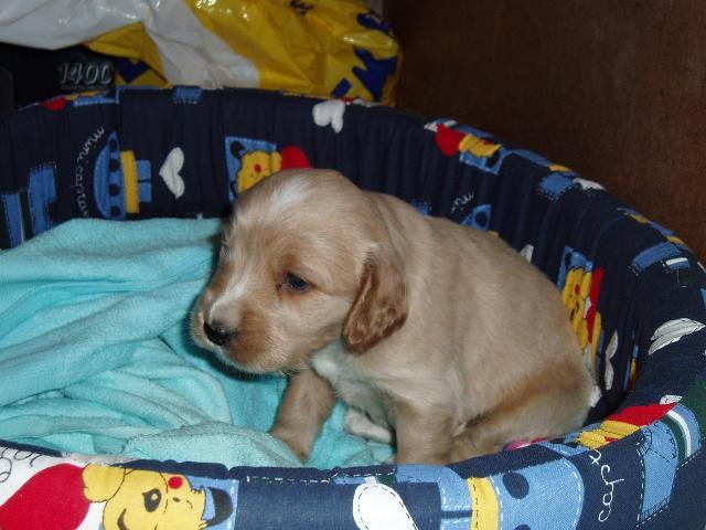 Fotky: Anglick� kokr�pan�l (foto, obrazky)