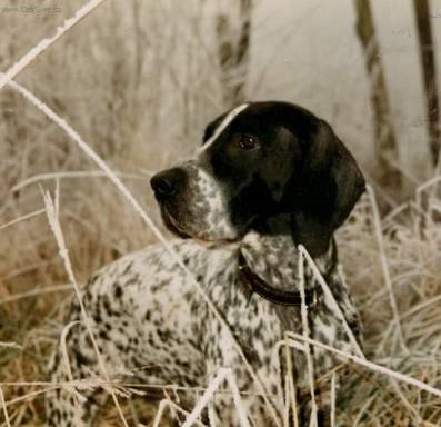 Foto: Are�sk� brak