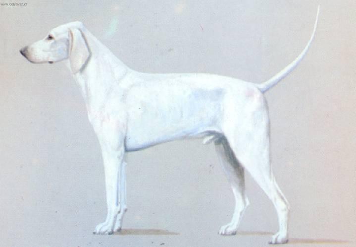 Foto: Billy-Obr�zek dle standardu FCI