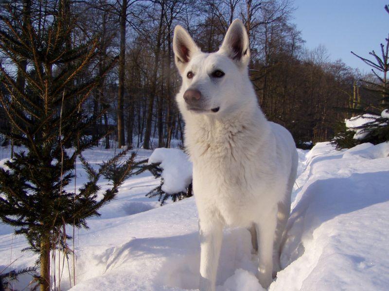Foto: B�l� �v�carsk� ov��k-Na�e hol�i�ka. Leden 2006. Majitel: no.nick@email.cz