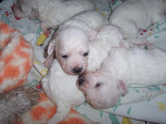 Fotky: Bi�onek (foto, obrazky)