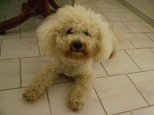 Fotky: Bi�onek (foto, obrazky)