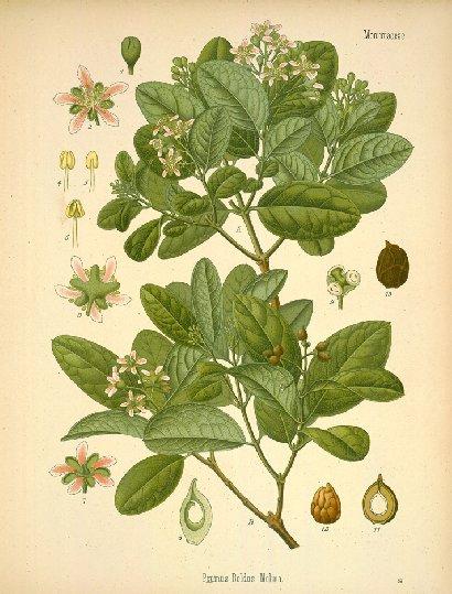 Foto: Boldovn�k Vonn�