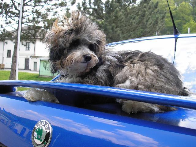 Fotky: Bolo�sk� ps�k (foto, obrazky)