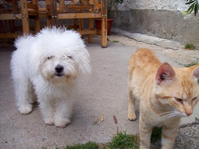 Fotky: Bolo�sk� ps�k (foto, obrazky)