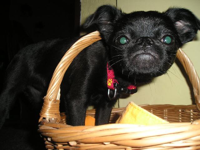 Fotky: Brabant�k (foto, obrazky)