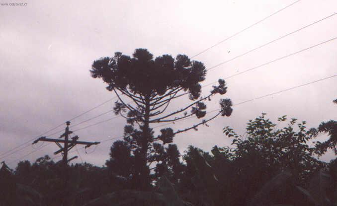 Fotky: Braz�lie (cestopis) (foto, obrazky)