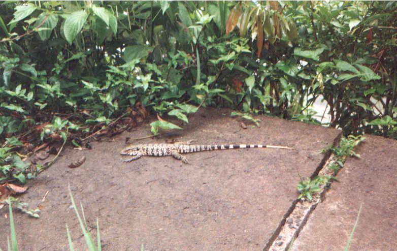 Fotky: Braz�lie (cestopis) (foto, obrazky)