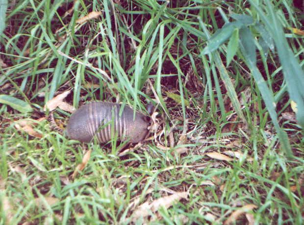 Fotky: Braz�lie (cestopis) (foto, obrazky)