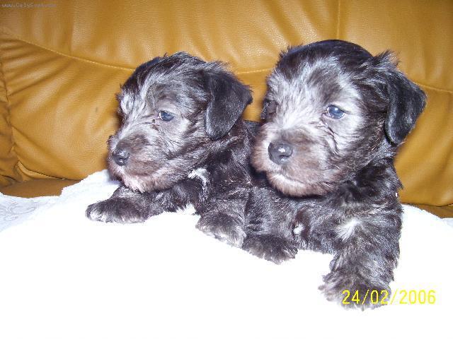 Fotky: �esk� teri�r (foto, obrazky)