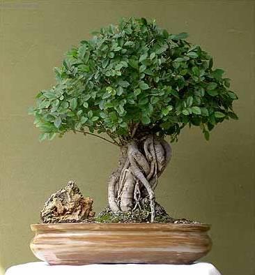 Fotky: ��nsk� jilm (foto, obrazky)