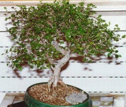 Fotky: ��nsk� jilm (foto, obrazky)