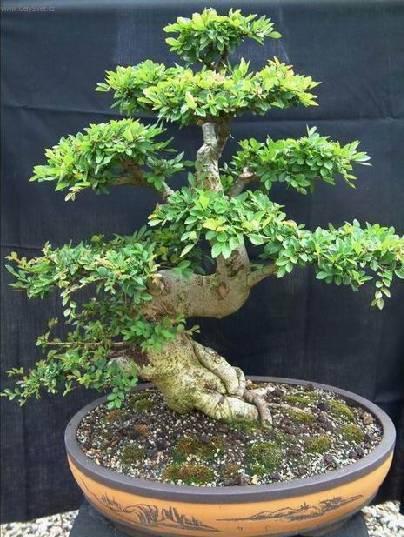 Fotky: ��nsk� jilm (foto, obrazky)