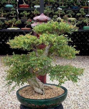 Fotky: ��nsk� jilm (foto, obrazky)