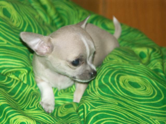 Fotky: �ivava (Alternativn�) (foto, obrazky)