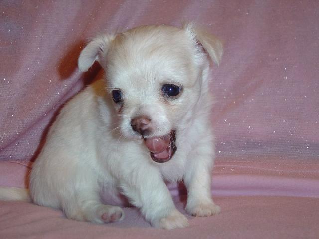 Fotky: �ivava (foto, obrazky)