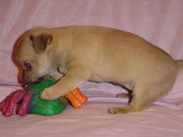 Fotky: �ivava (foto, obrazky)