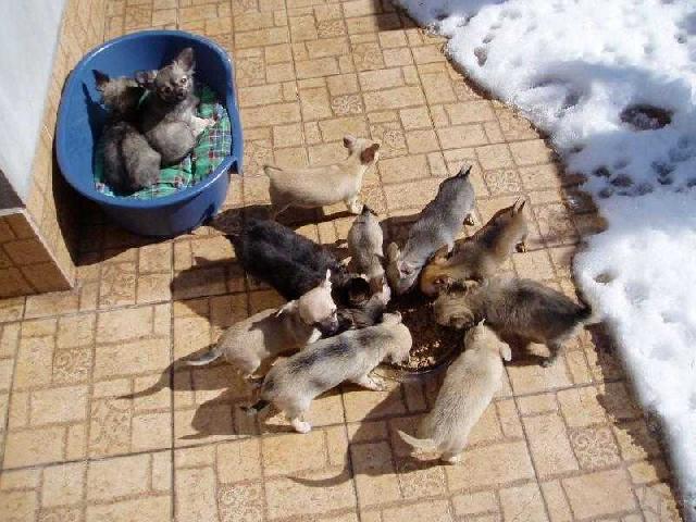 Fotky: �ivava (foto, obrazky)