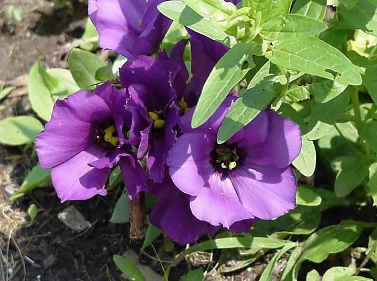 Foto: Eustoma, j�cnovka