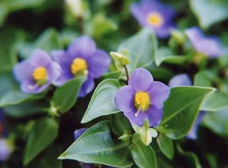 Fotky: Exakum, ho�kolist (foto, obrazky)