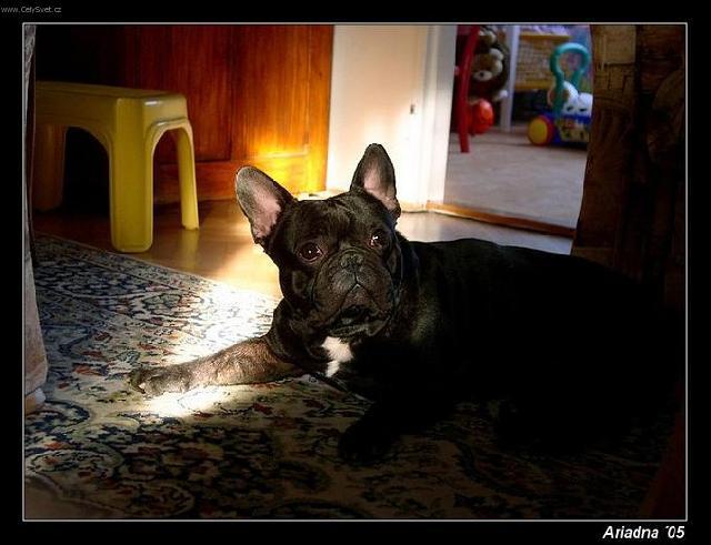 Fotky: Francouzsk� buldo�ek (foto, obrazky)