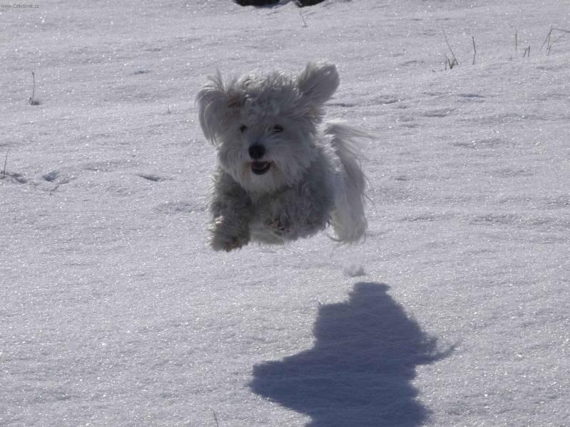 Fotky: Havansk� ps�k, Havansk� bi�onek (foto, obrazky)