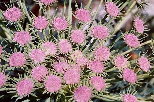 Fotky: Hvozd�k alp�nsk� (foto, obrazky)