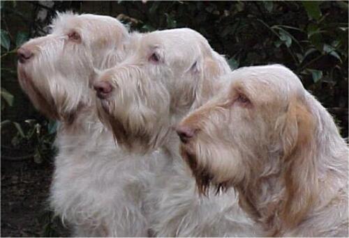 Foto: Italsk� spinone-CHS: Mantenere una Promessa. Majitel: info@spinone.nl