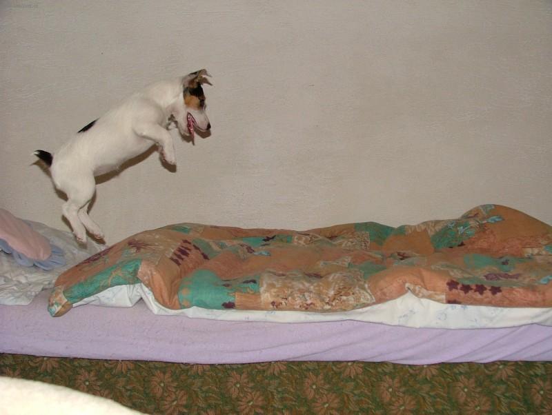 Fotky: Jack Russel�v Teri�r (foto, obrazky)