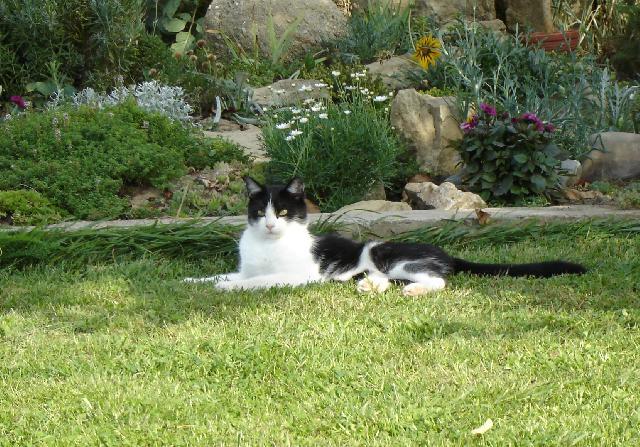 Fotky: Ko�ka dom�c� (foto, obrazky)