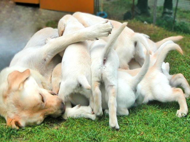 Fotky: Labradorsk� retr�vr (foto, obrazky)