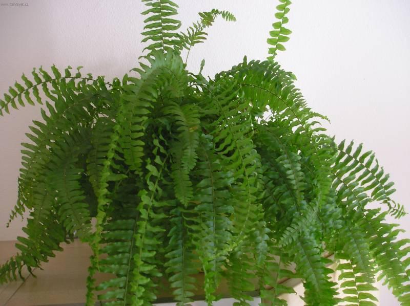 Foto: Ledvin�k ztepil�