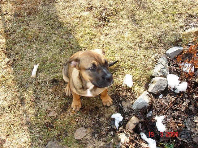 Foto: Malorsk� doga-Haky. Majitel: Ku�era