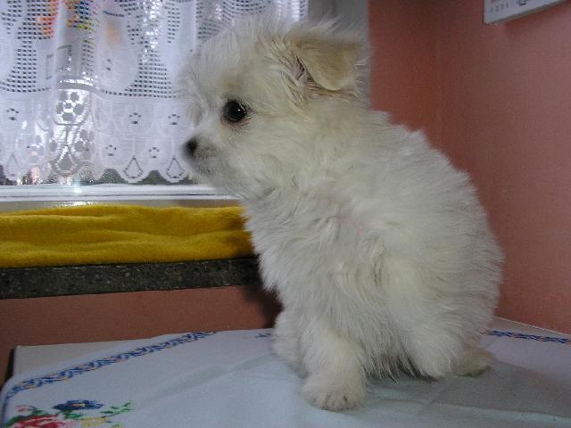 Fotky: Malt�z��ek, Malt�zsk� ps�k (foto, obrazky)