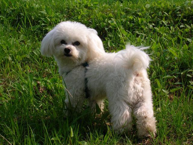 Fotky: Malt�z��ek, Malt�zsk� ps�k (foto, obrazky)