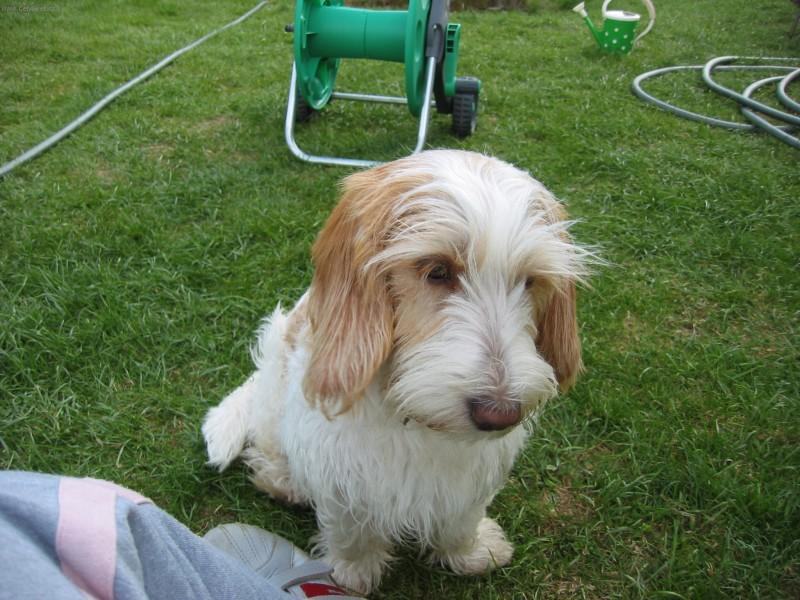 Fotky: Mal� hrubosrst� vend�esk� basset (foto, obrazky)