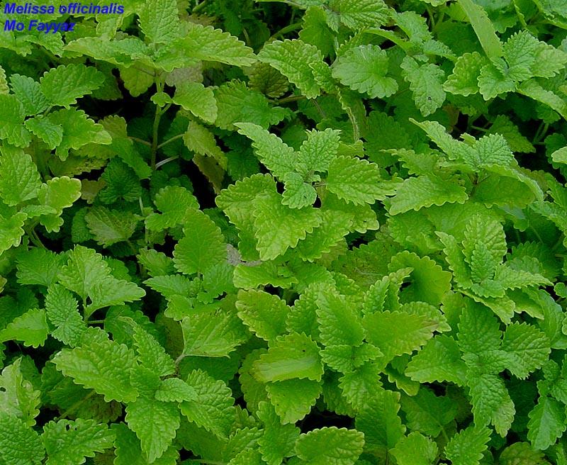 Foto: Medu�ka L�ka�sk�