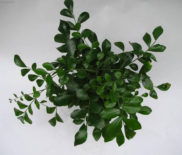 Foto: Murraya-Z vlastn� sb�rky