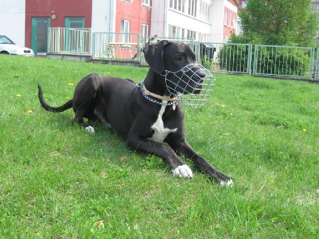 Fotky: N�meck� doga (foto, obrazky)