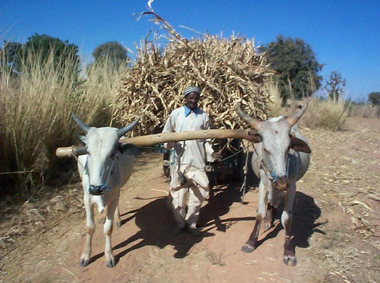 Fotky: Nig�rie (foto, obrazky)