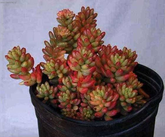 Foto: Pachyphytum