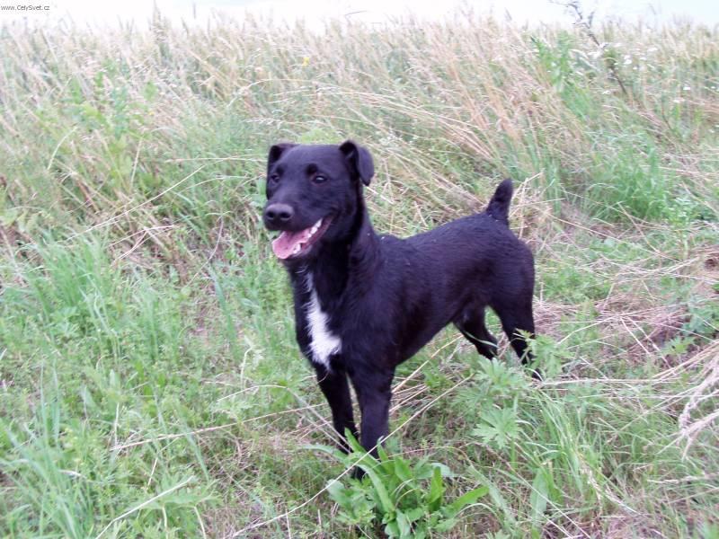 Foto: Patterdale teri�r-Chovatel: Jarvy