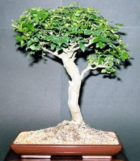 Fotky: Pokojov� jasan (foto, obrazky)