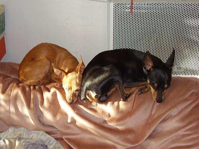 Fotky: Pra�sk� krysa��k (foto, obrazky)