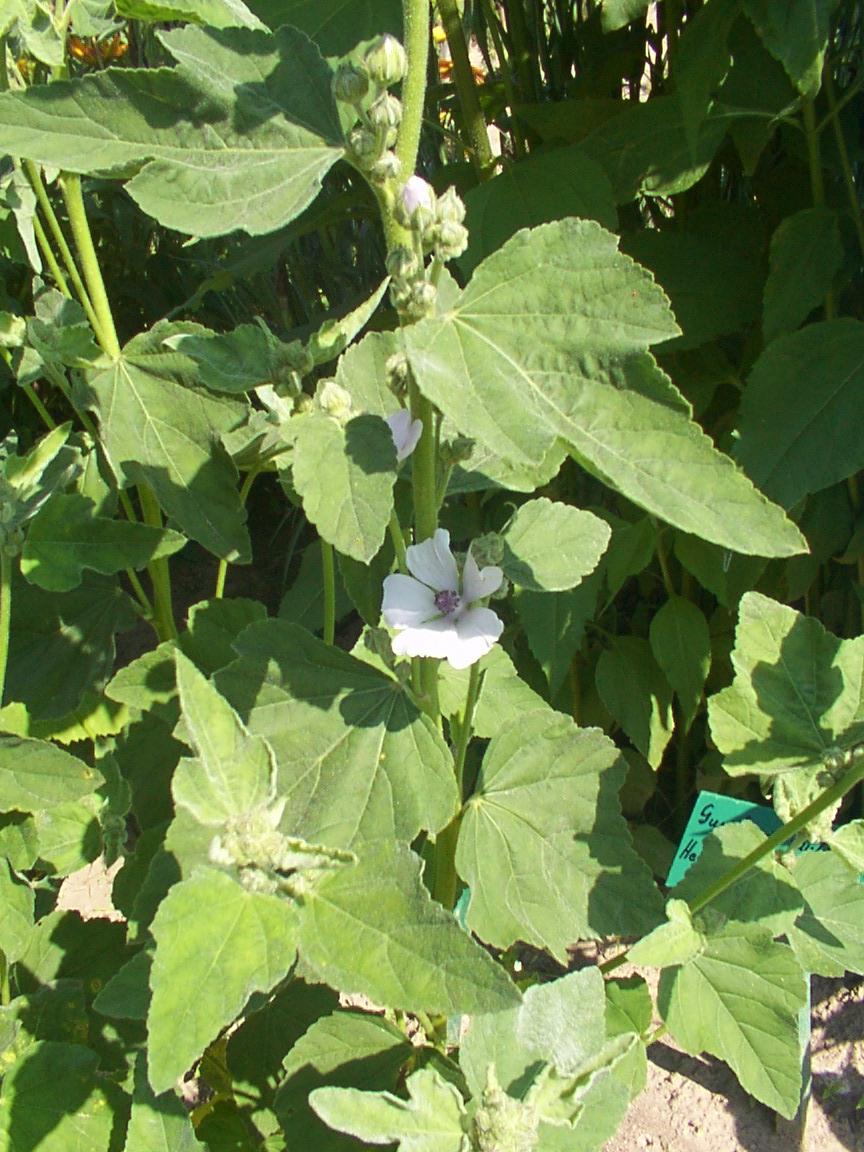 Foto: Prvosenka Jarn�