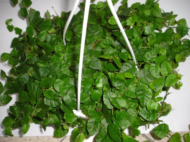 Fotky: Fikus drobou�k� (foto, obrazky)