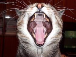 Fotky: Puzzle online: Ko�ky 2 (foto, obrazky)