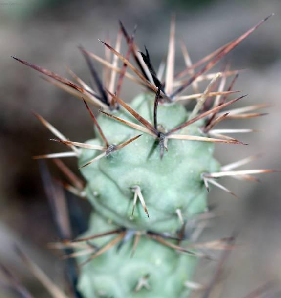 Foto: Seneco articulatus